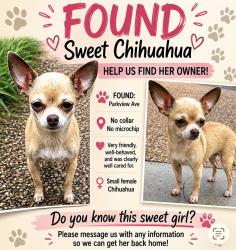 Found/Stray Female Dog last seen Parkview Ave and Santa Fe Ave, Dallas, TX 75223