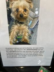 Reunited Male Dog last seen 67th & Aster Street, Springfield, OR 97475