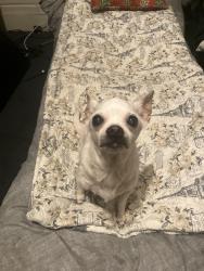 Reunited Female Dog last seen Near the church , Clayton, NC 27520