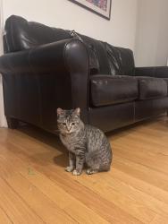 Found/Stray Female Cat last seen Near e 61st street, Chicago, IL 60637