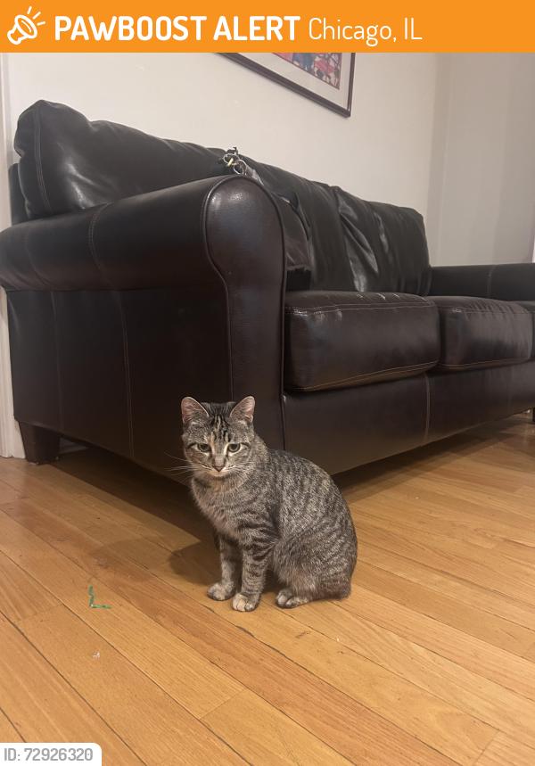 Found/Stray Female Cat last seen Near e 61st street, Chicago, IL 60637