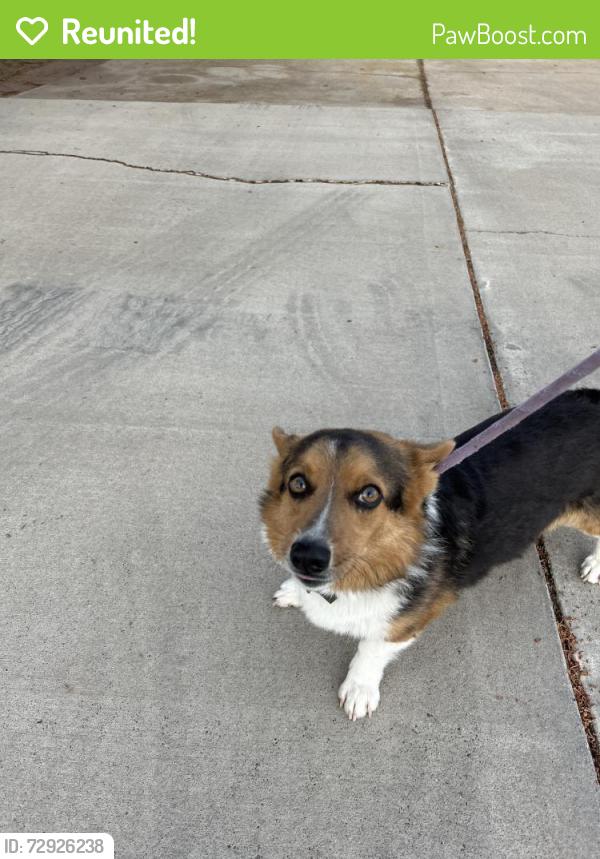 Reunited Male Dog last seen Nickclaus and Trevino, Rio Rancho, NM 87124