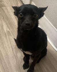 Found/Stray Male Dog last seen Fruitridge Road, Sacramento, CA 95820