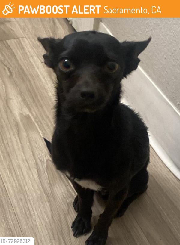 Found/Stray Male Dog last seen Fruitridge Road, Sacramento, CA 95820
