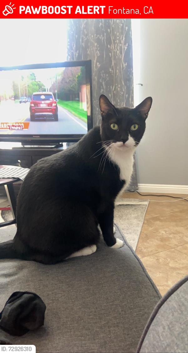 Lost Male Cat last seen Yosemite Loop and Independence. Heritage Intermediate , Fontana, CA 92336