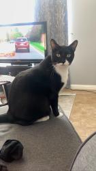 Lost Male Cat last seen Yosemite Loop and Independence. Heritage Intermediate , Fontana, CA 92336