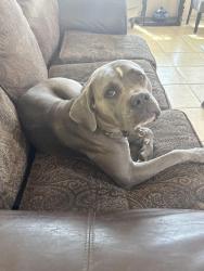 Found/Stray Female Dog last seen Ironwood , Desert Hot Springs, CA 92240