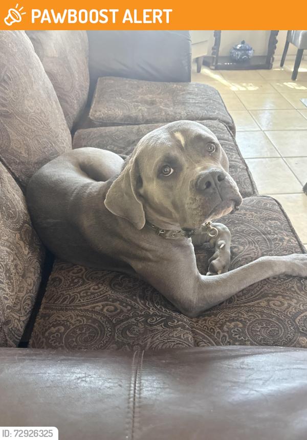 Found/Stray Female Dog last seen Ironwood , Desert Hot Springs, CA 92240