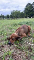 Found/Stray Female Dog last seen Stricklands crossroads , Johnston County, NC 27504