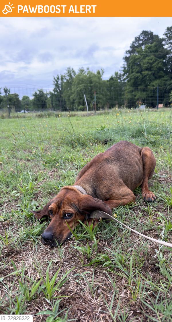 Found/Stray Female Dog last seen Stricklands crossroads , Johnston County, NC 27504