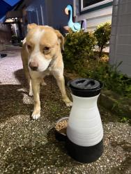 Found/Stray Male Dog last seen Wolff Drive, Arlington, TX 76015