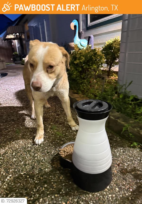 Found/Stray Male Dog last seen Wolff Drive, Arlington, TX 76015