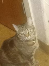 Lost Female Cat last seen Near se Liberty Ct , Gresham, OR 97030