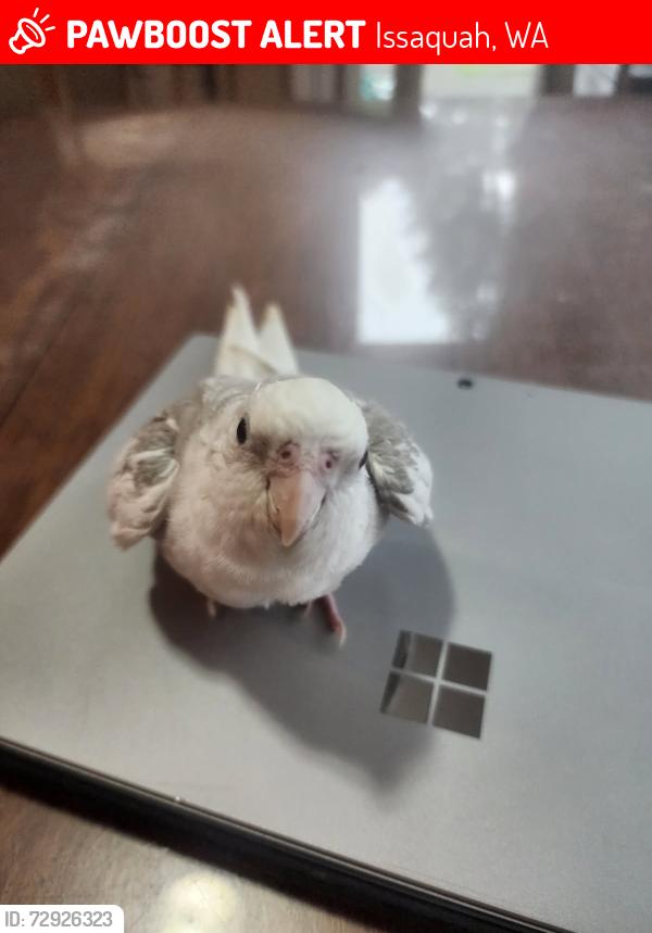 Lost Female Bird last seen Address, flying north east, Issaquah, WA 98029