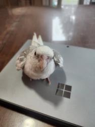 Lost Female Bird last seen Address, flying north east, Issaquah, WA 98029