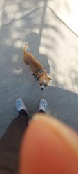 Lost Female Dog last seen Near east dr CA by the round about, Vista, CA 92083