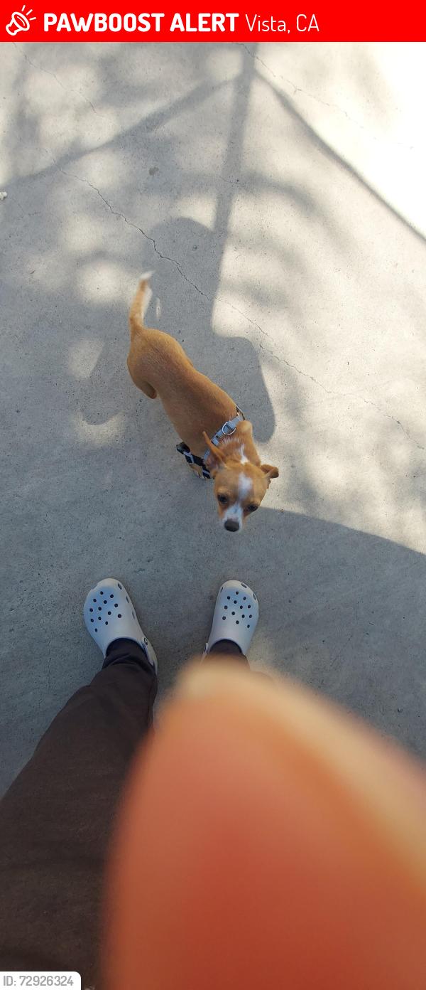 Lost Female Dog last seen Near east dr CA by the round about, Vista, CA 92083