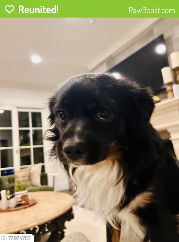 Reunited Male Dog last seen Wing Lake and 14 , Bloomfield Hills, MI 48301