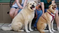 Reunited Male Dog last seen Jeffco water tower #2, High Ridge, MO 63049