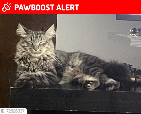 Lost Male Cat last seen Rua para , Ouro Verde do Oeste, PR 85933-000