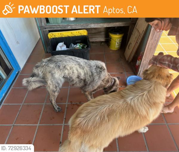 Found/Stray Male Dog last seen Trout gulch, aptos, Aptos, CA 95003