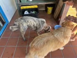 Found/Stray Male Dog last seen Trout gulch, aptos, Aptos, CA 95003