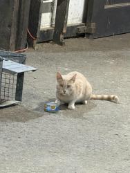 Found/Stray Unknown Cat last seen Barberry and Blackburn, Sewickley Heights, PA 15143