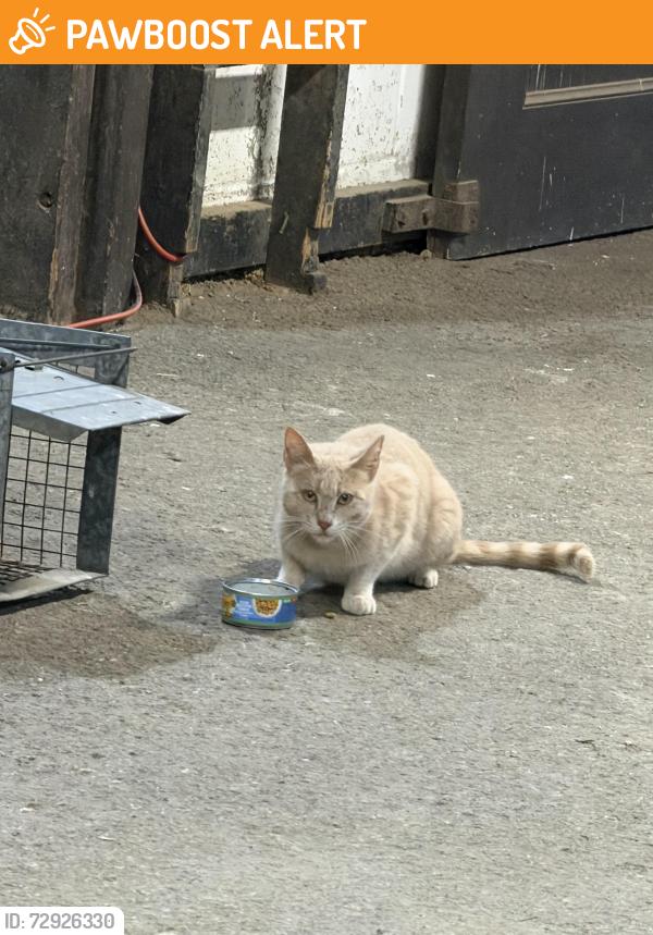 Found/Stray Unknown Cat last seen Barberry and Blackburn, Sewickley Heights, PA 15143