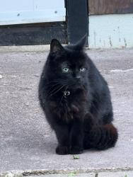 Found/Stray Unknown Cat last seen Massachusetts Avenue, Lunenburg. across from Mulpus brook if this helps., Lunenburg, MA 01462