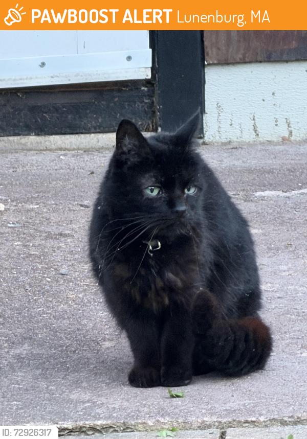 Found/Stray Unknown Cat last seen Massachusetts Avenue, Lunenburg. across from Mulpus brook if this helps., Lunenburg, MA 01462