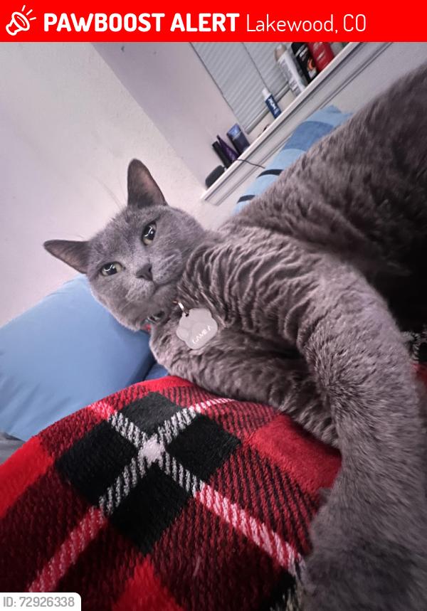 Lost Female Cat last seen Near Harlan St, Lakewood, CO 80226