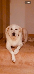 Lost Male Dog last seen Hwy 86, Exeter, MO 65647