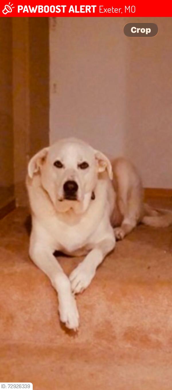 Lost Male Dog last seen Hwy 86, Exeter, MO 65647