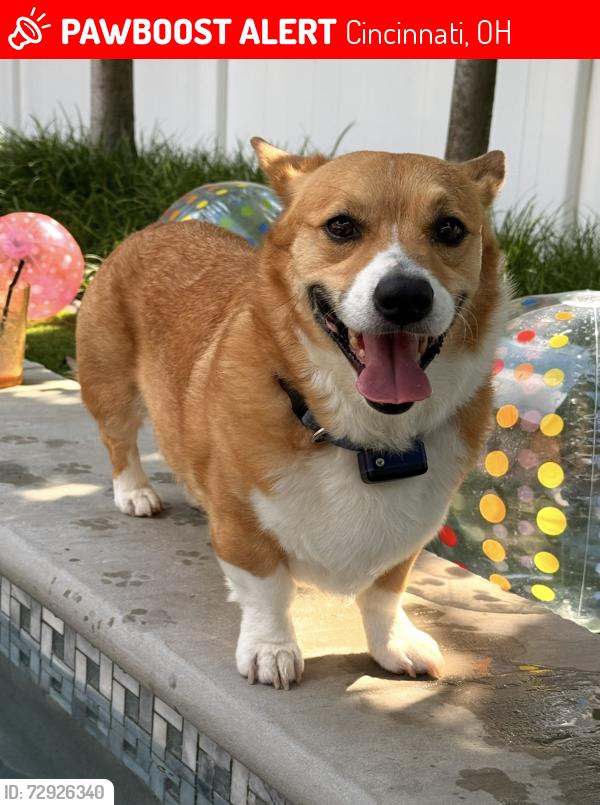 Lost Male Dog last seen Clifton Gaslight District , Cincinnati, OH 45220