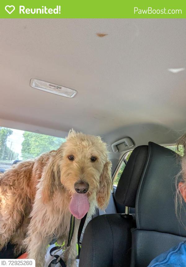 Reunited Male Dog last seen Stanley Rd and Eagle , Greensboro, NC 27407