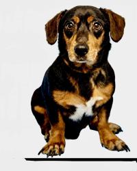 Lost Male Dog last seen 48th st & oak, Phoenix, AZ 85008