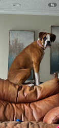 Lost Female Dog last seen Near La Mancha Ave Royal Palm Beach, FL  33411 United States, Royal Palm Beach, FL 33411