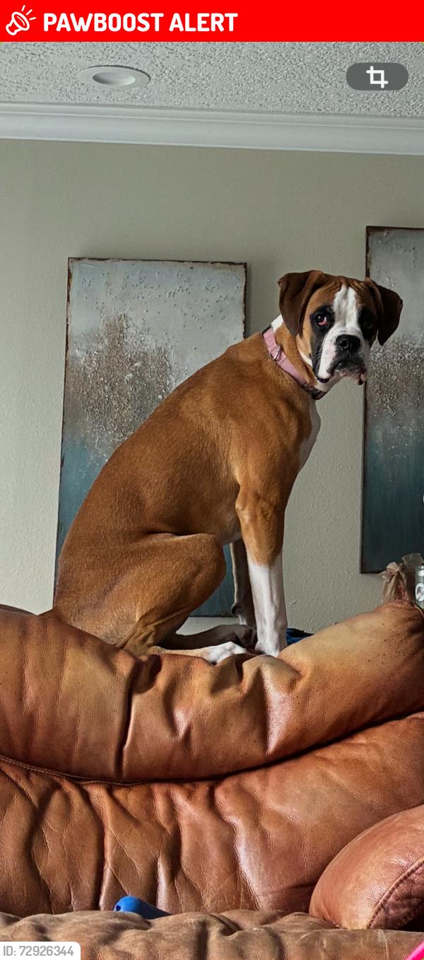 Lost Female Dog last seen Near La Mancha Ave Royal Palm Beach, FL  33411 United States, Royal Palm Beach, FL 33411