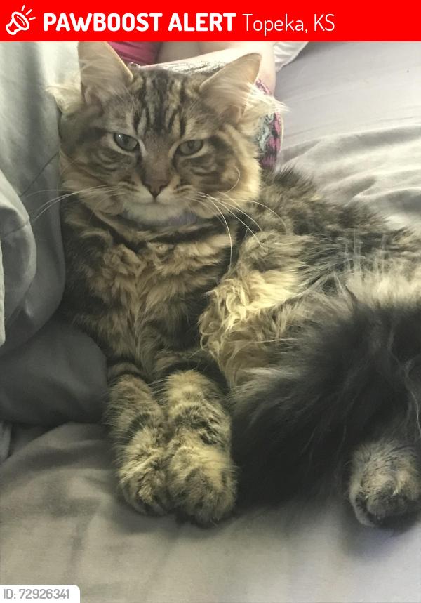 Lost Male Cat last seen Near sw Central Park ave, Topeka, KS 66611