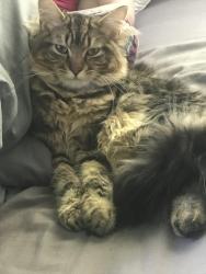Lost Male Cat last seen Near sw Central Park ave, Topeka, KS 66611