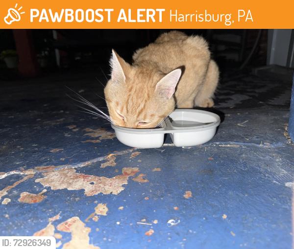 Surrendered Male Cat last seen Green Street & Greenawalt, Harrisburg, PA 17102