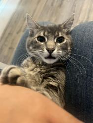 Reunited Female Cat last seen Near w palmyra ave, Orange, CA 92868