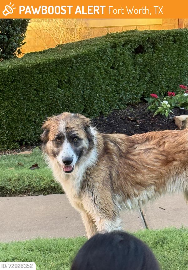 Found/Stray Female Dog last seen Going into the neighborhoods near sunset pointe, Fort Worth, TX 76123