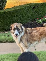 Found/Stray Female Dog last seen Going into the neighborhoods near sunset pointe, Fort Worth, TX 76123