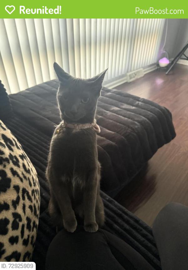 Reunited Female Cat last seen Ridge rd and 183rd , Lansing, IL 60438