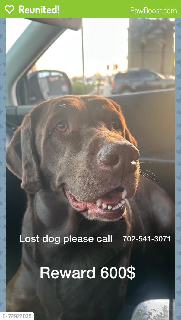 Reunited Female Dog last seen Lamb and Charleston , Las Vegas, NV 89104
