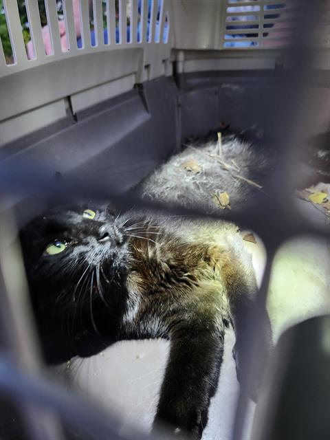 Shelter Stray Female Cat last seen Near BLOCK E EDMONDS, San Antonio, TX 78227