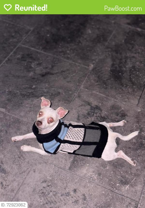 Reunited Male Dog last seen 110th St Alton tx 78573, Alton, TX 78573