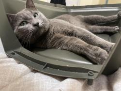 Reunited Male Cat last seen Waccamaw, Winston-Salem, NC 27127