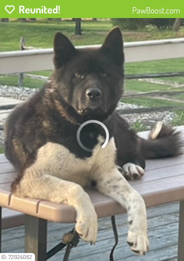 Reunited Female Dog last seen Water street and kriebel mill road, Montgomery County, PA 19403